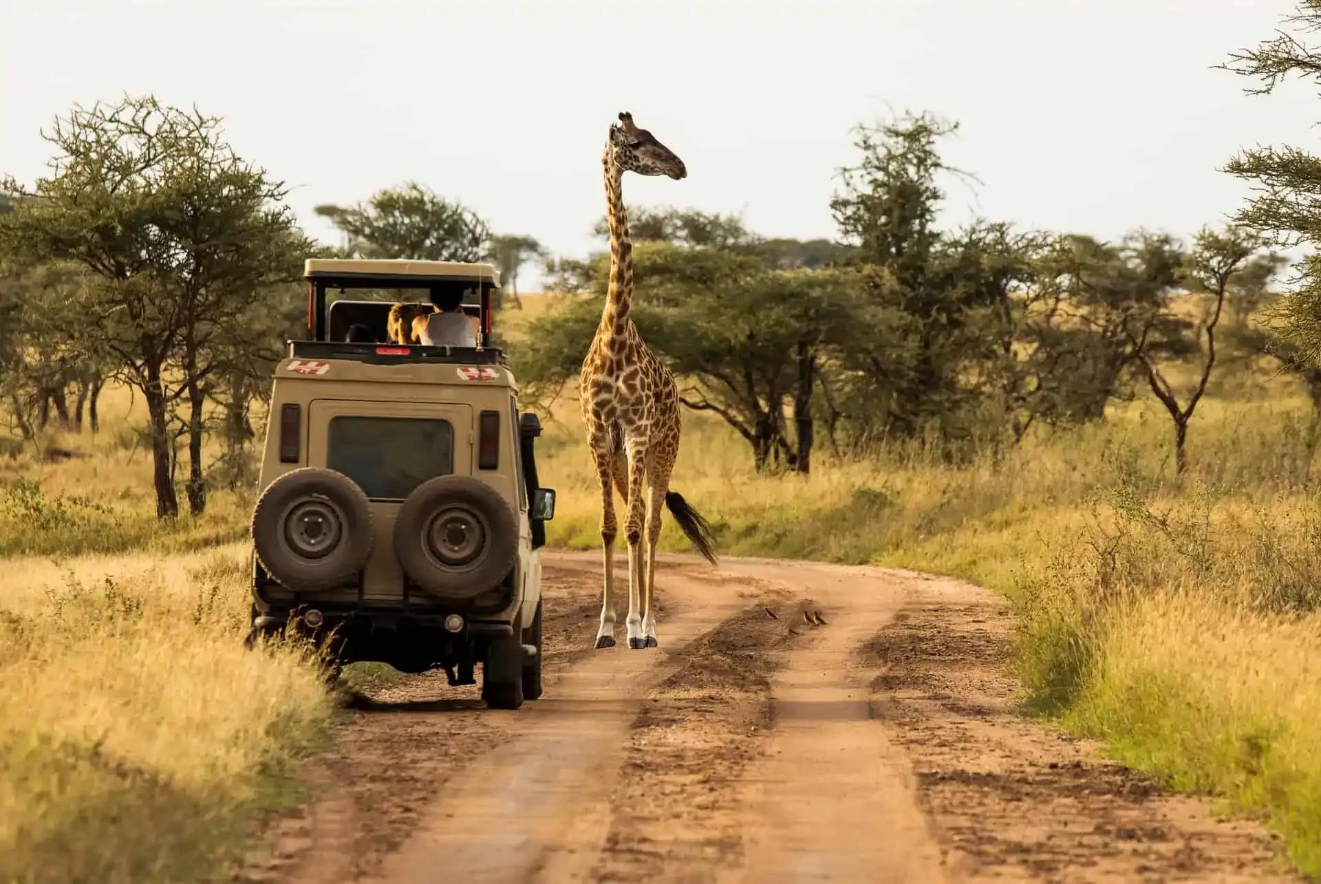 Imagen de Lo mejor de Kenia